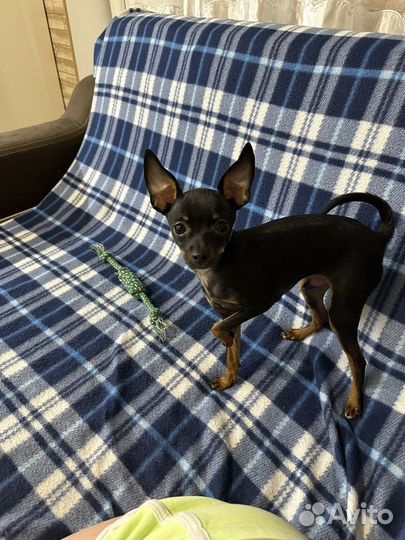 Той-терьер мини