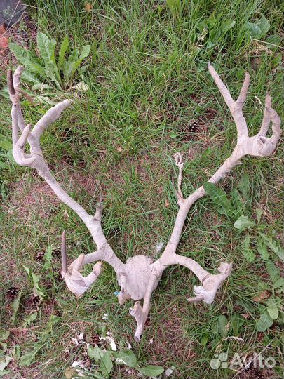 Рога оленя