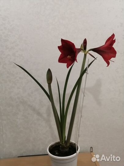 Гиппеаструм амариллис