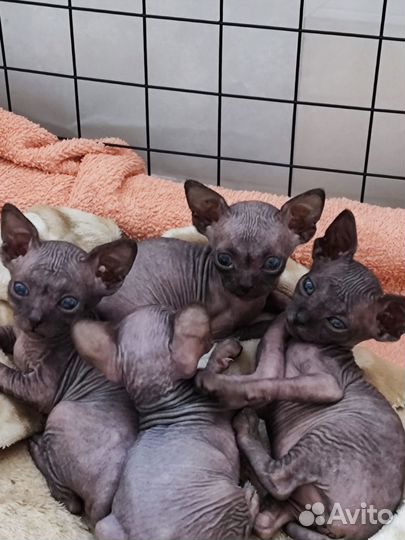 Канадский сфинкс котенок