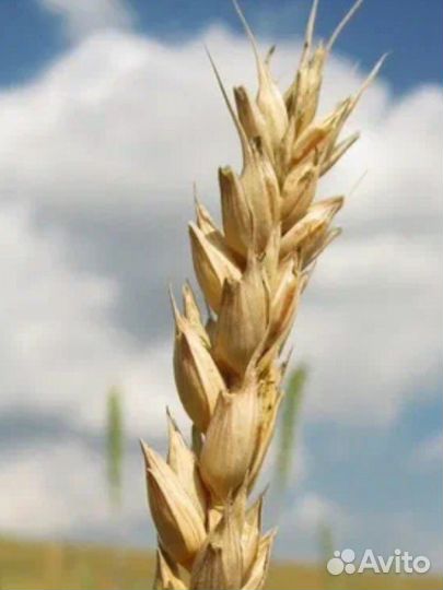 Пшеница