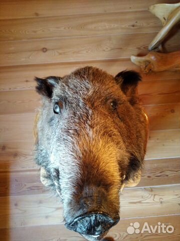 Свинячье рыло