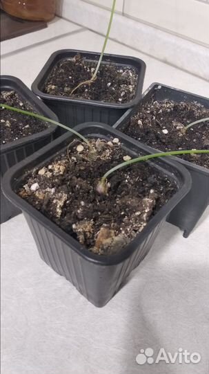 Индийский лук лечебный