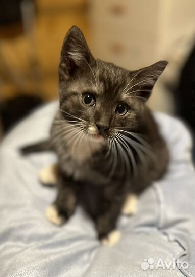 Отдам котенка в добрые руки