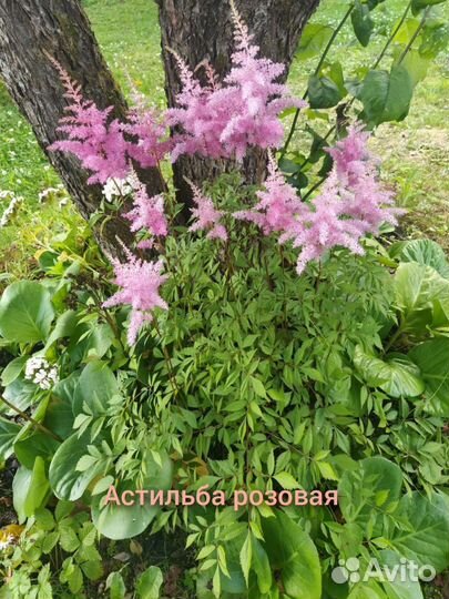 Жимолость каприфоль, черенки