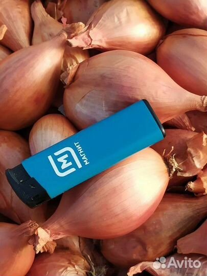 Лук шалот (сорокозубка, семейный)