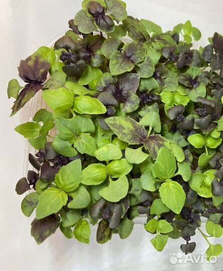 Микрозелень. Доставка