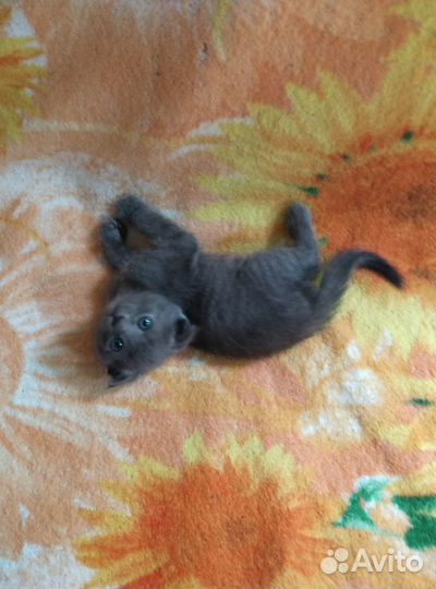 Котята отдам в добрые руки бесплатно