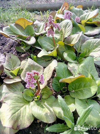 Бадан широколистный