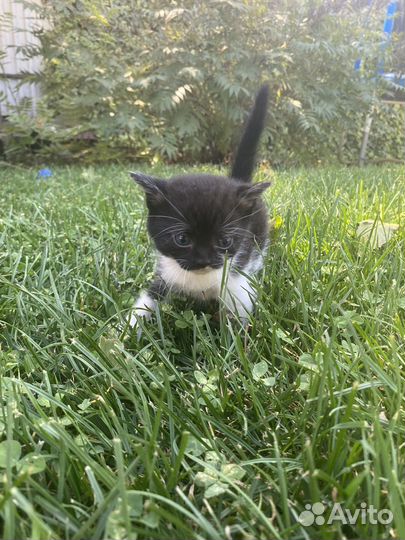 Котята