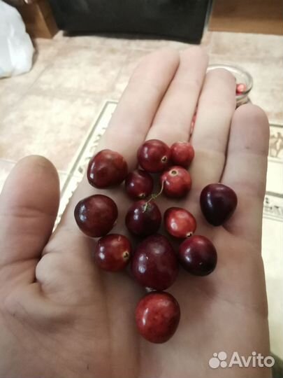 Клюква свежая