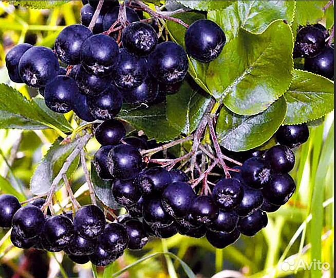 Черноплодная рябина, боярышник, калина