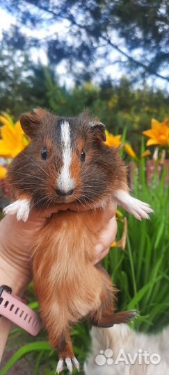 Морская свинка, малыш-мальчик