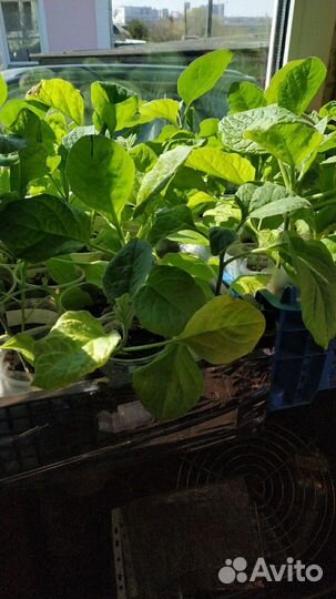 Рассада томатов, перцев, огурцов, тыкв