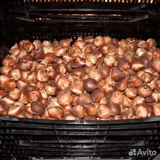 Луковицы тюльпанов оптом 12+