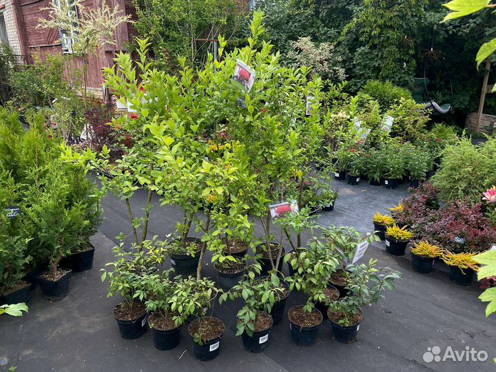 Бересклет европейский