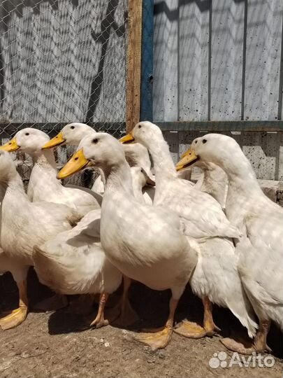 Утка домашняя