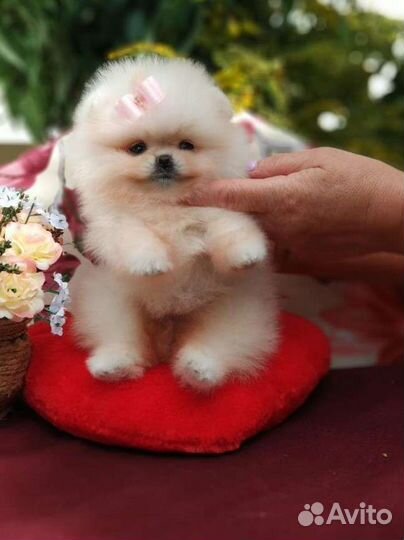 Померанский шпиц мини