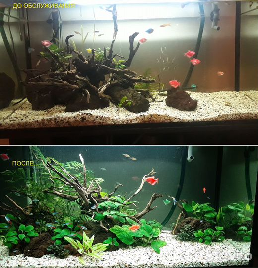 Обслуживание пресноводных аквариумов