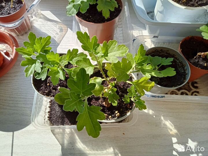 Хризантема кустовая саженцы