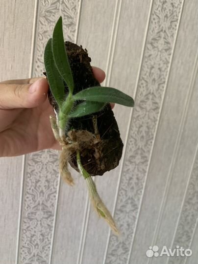 Орхидея дендробиум старческий