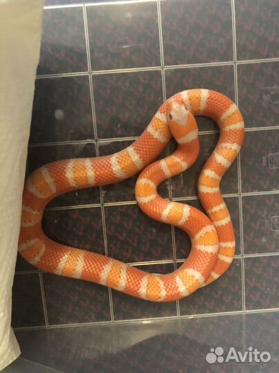 Молочная змея