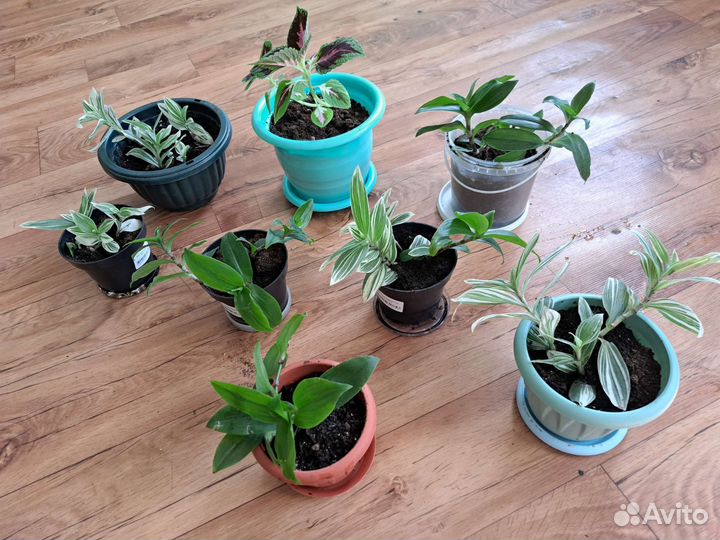 Цветы комнатные