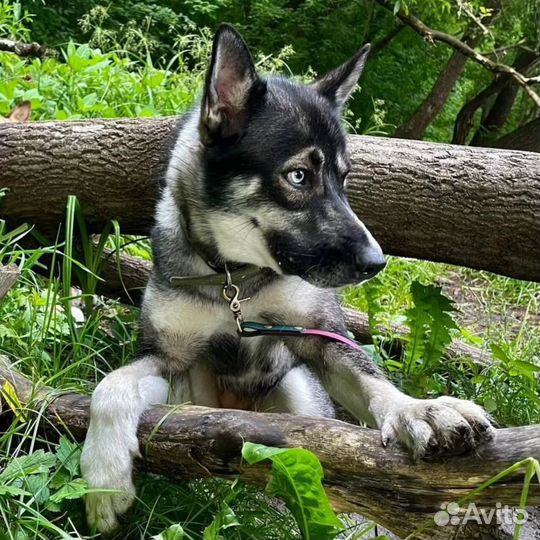 Хозяева выкинули Джуну на остановку