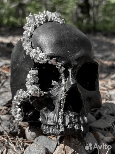 Череп из гипса