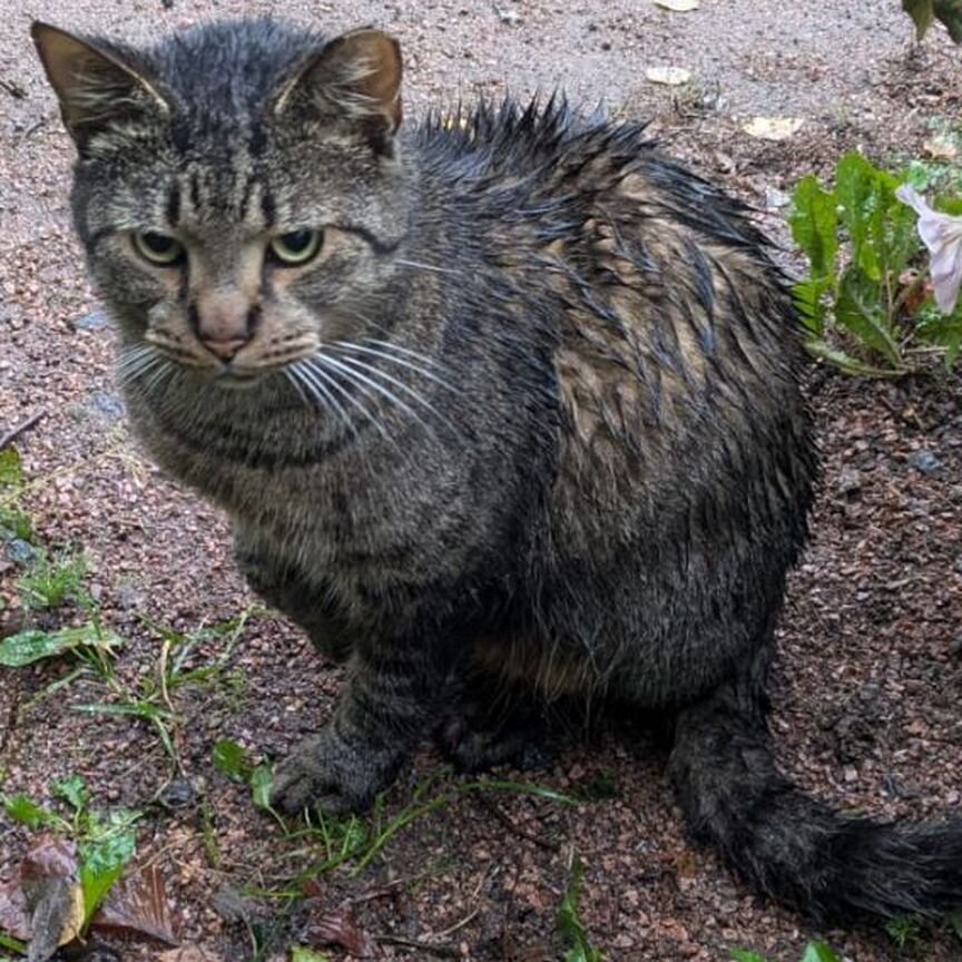 Котик в беде, ищем добрые ручки