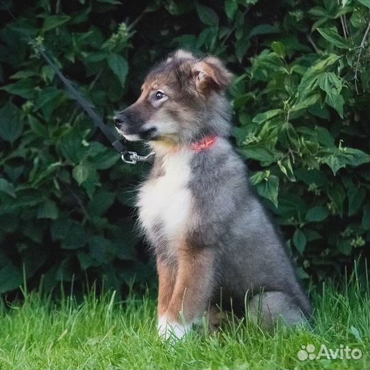 Щенок мальчик в добрые руки бесплатно