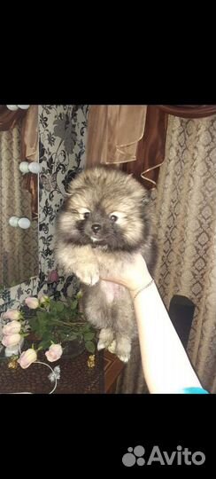 Собаки щенки шпиц