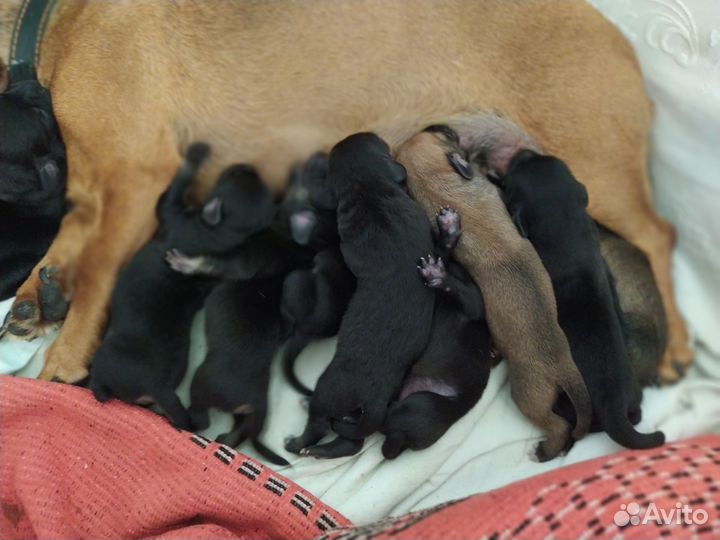 Щенки таксы