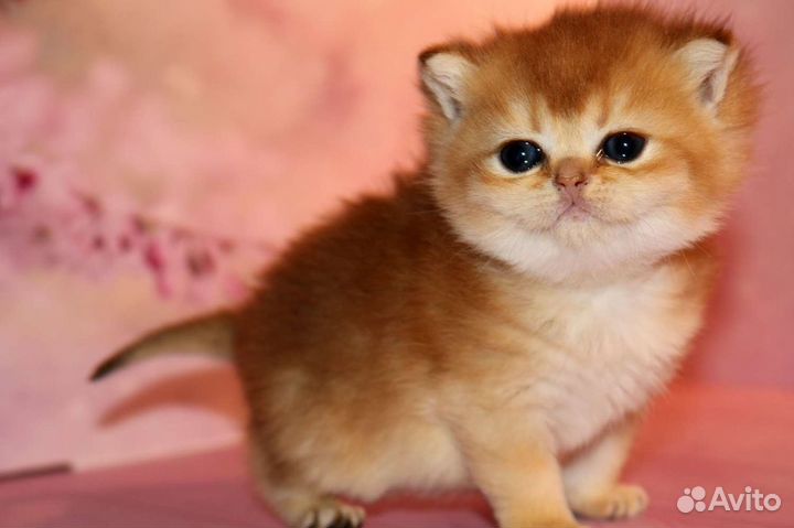 Девочка золотая британская шиншилла Priscilla