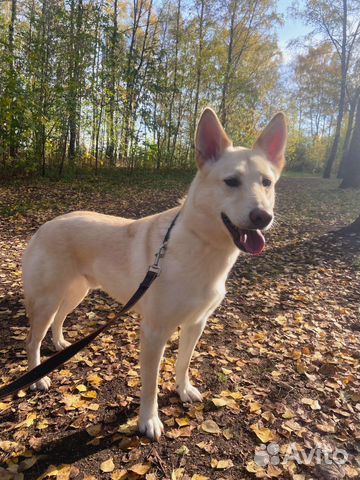 Молодая собака грустит в приюте