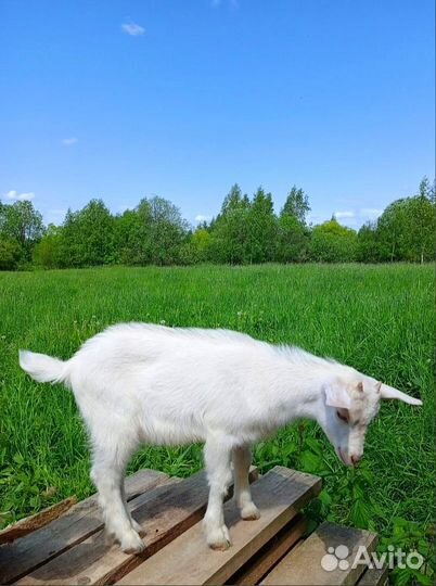 Зааненские козлята