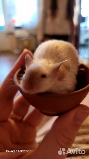 Мышь декоративная сиамская мальчик