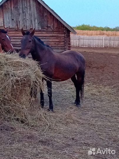 Жерёбые обученные кобылы