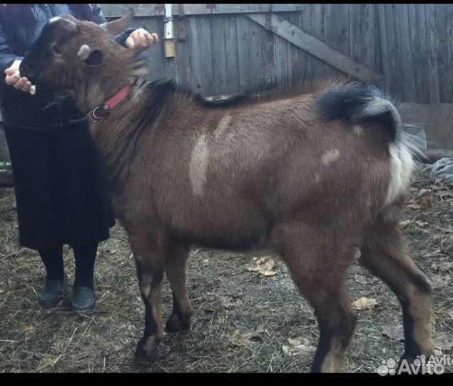 Продам козла на племя