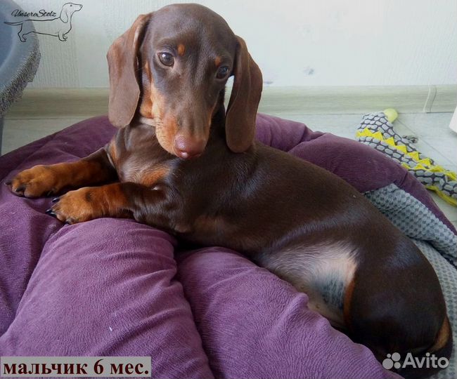 Миниатюрный подрощенный мальчик - шоколадный окрас