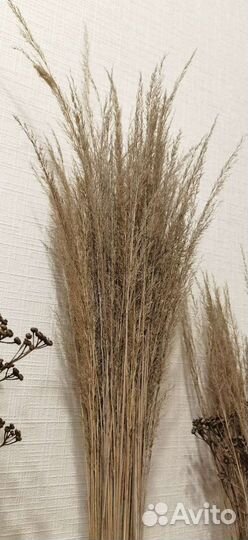 Букеты из сухоцветов