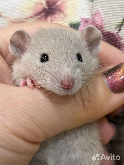 Крыса крысята крысы крыски дамбо голубые