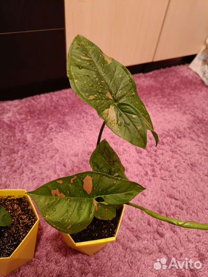 Сингониум aron brawn