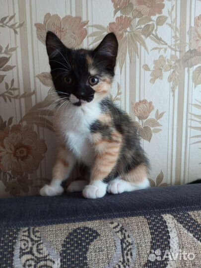 Котята в добрые руки бесплатно