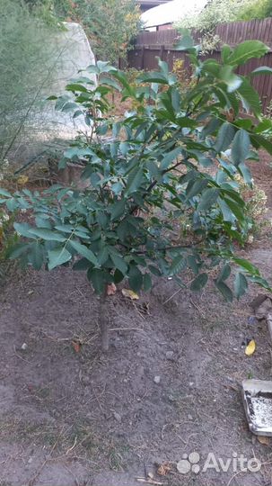 Грецкий орех саженцы