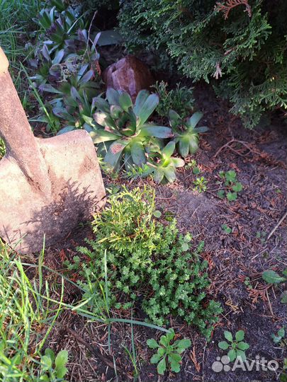 Саженцы туи, можжвельник, цветы