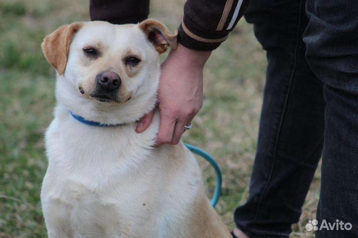 В добрые руки