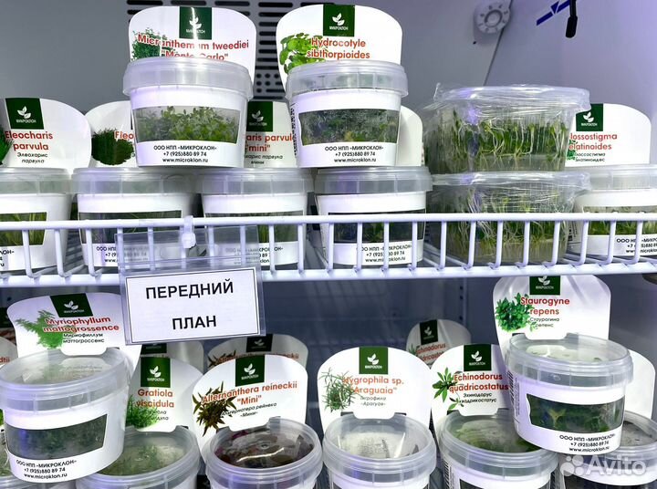 Меристемные растения