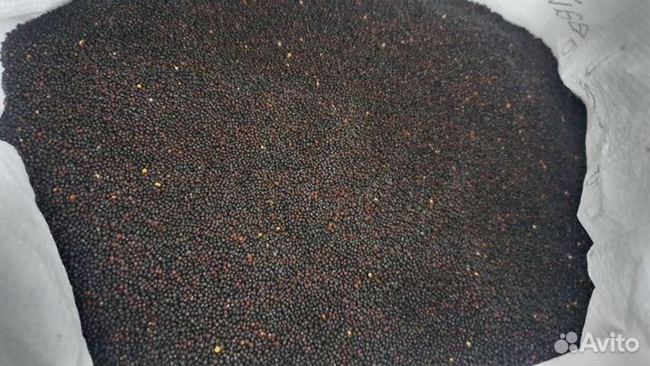 Озимый рапс Элита