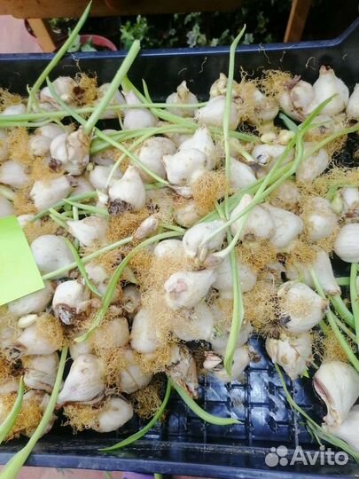 Луковицы тюльпана после выгонки